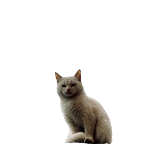 A Cute White Cat Sits Outdoors, Exuding Curiosity With A Neutral Background. 18592 - Cat PNG image with transparent background